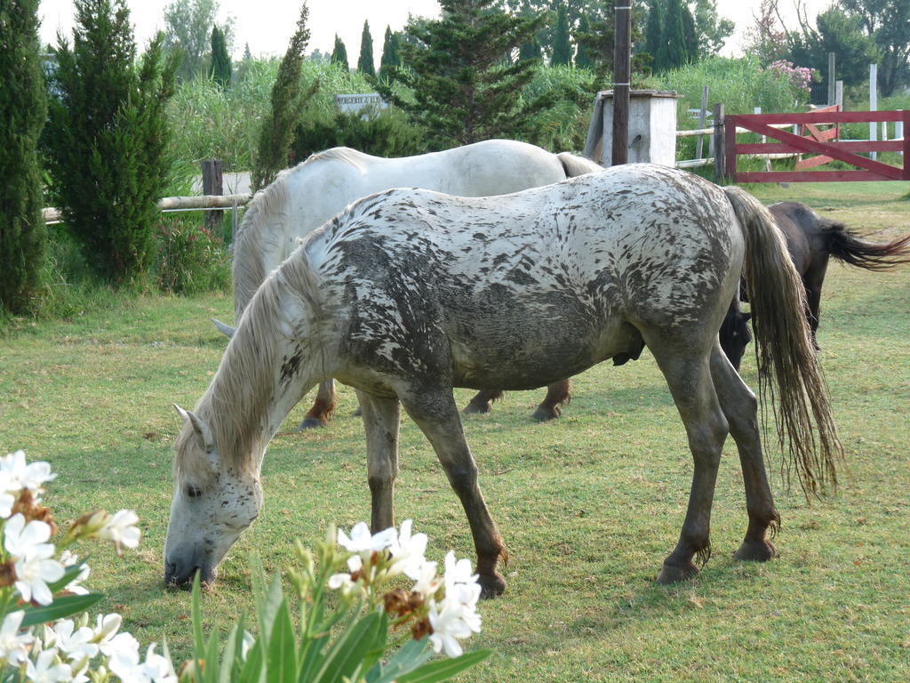 Bed and Breakfast Bergerie D'Alivon En Camargue Albaron Экстерьер фото