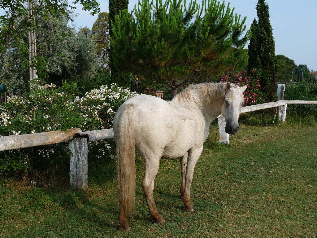 Bed and Breakfast Bergerie D'Alivon En Camargue Albaron Экстерьер фото